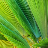 sFV50_0214_37